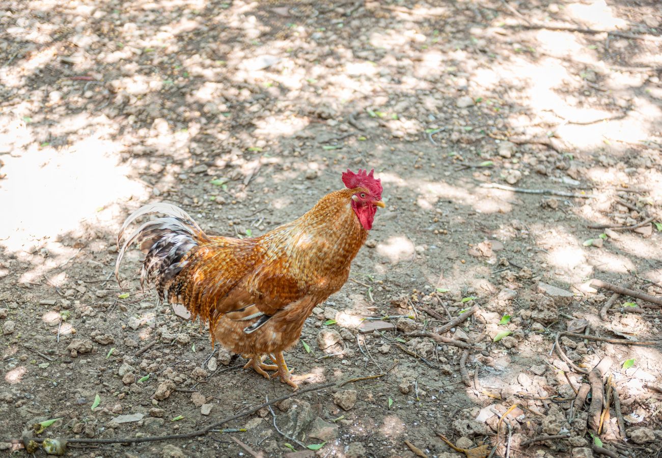 Cottage in Inca - Sunset Ecofinca Can Vey - Country house with private pool