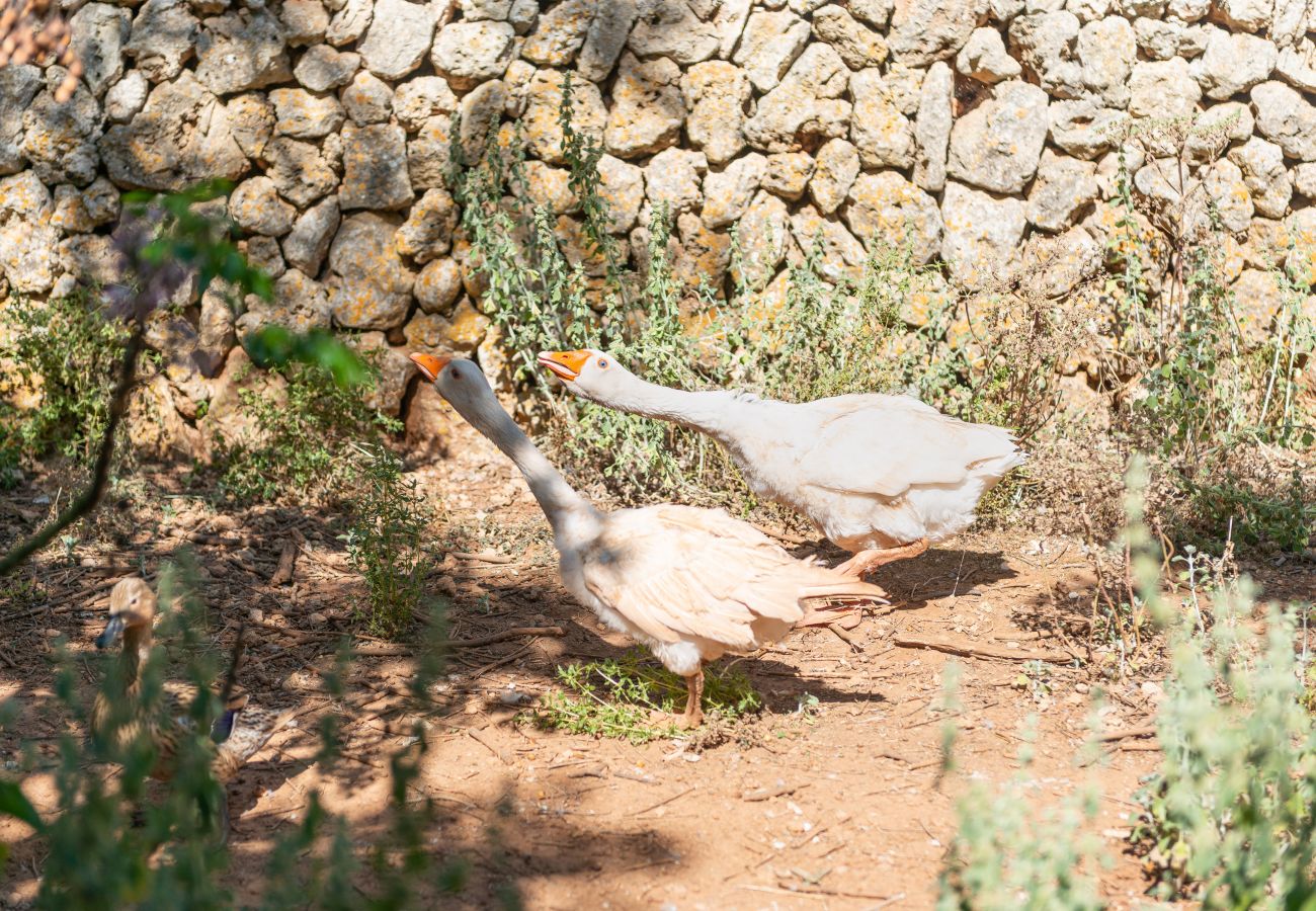 Cottage in Inca - Sunset Ecofinca Can Vey - Country house with private pool