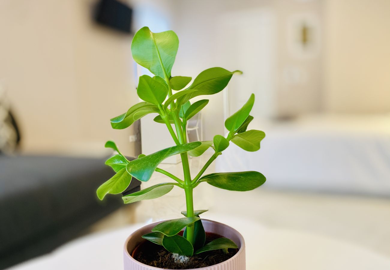 Studio in Athens - 1st Floor Studio-Shell