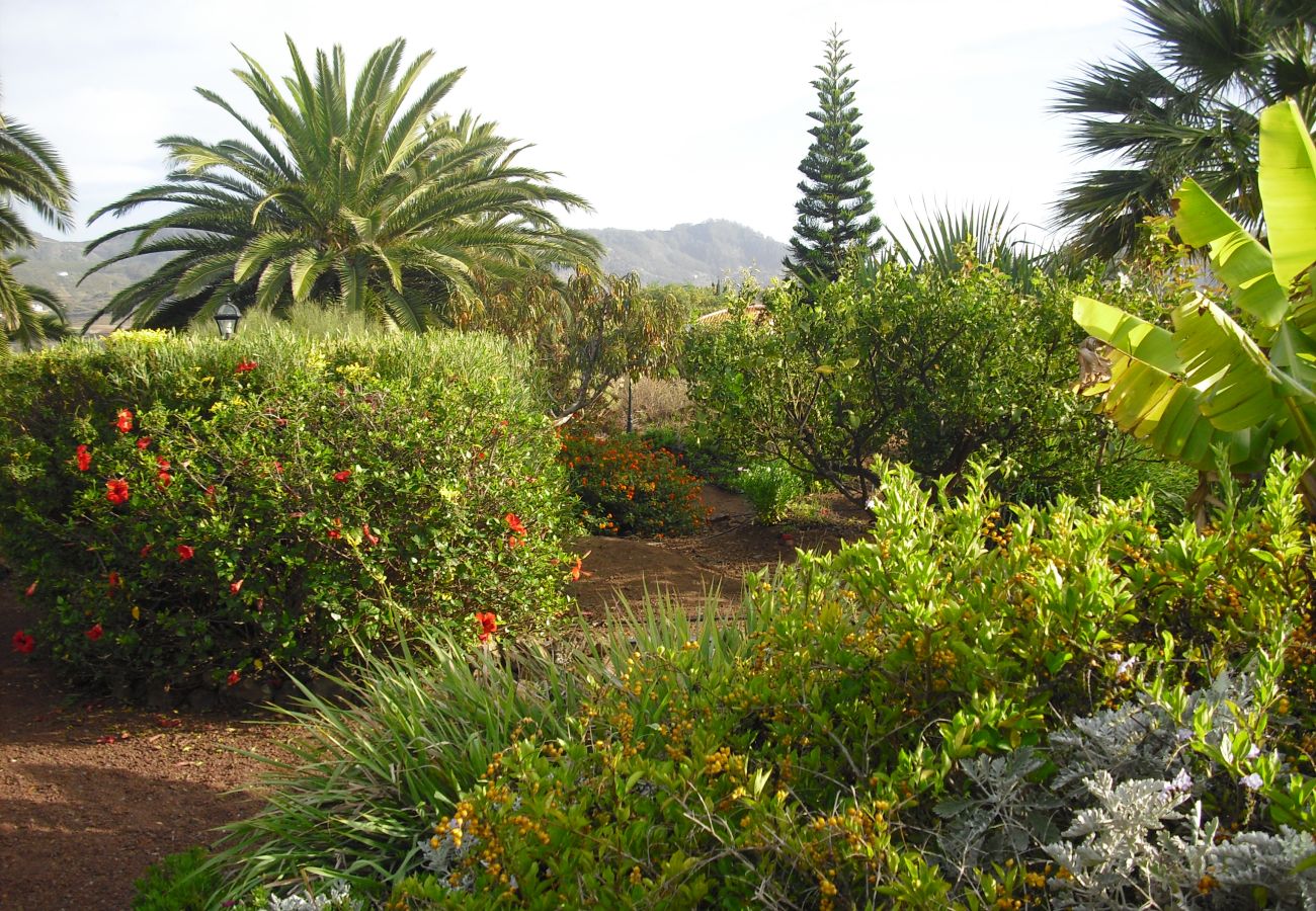 Cottage in Tegueste - Picacho B