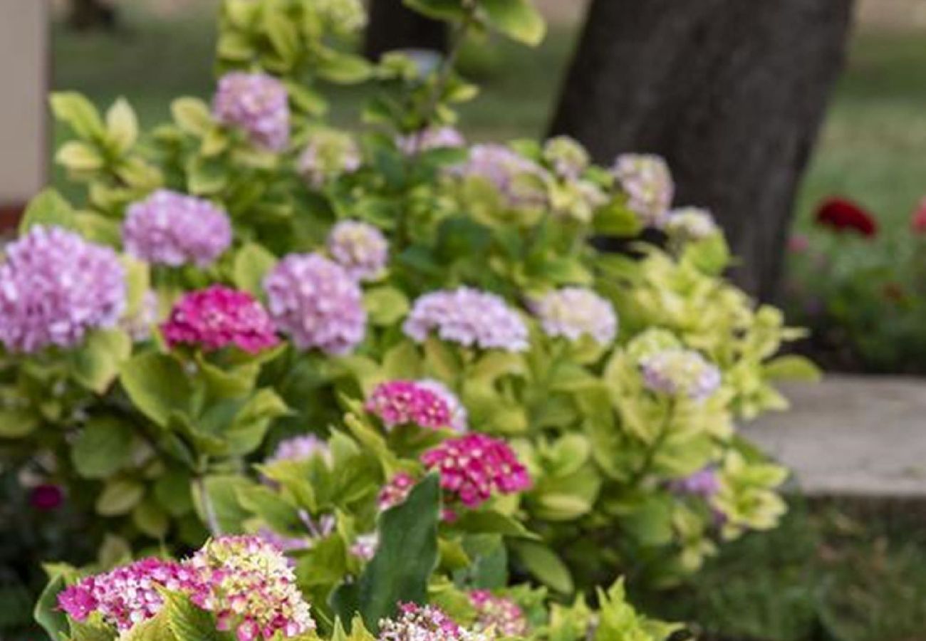 Apartment in Fažana - Modern Three Bedroom Apartment - Flowers B