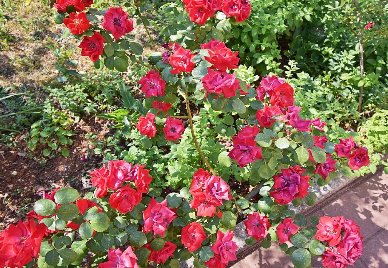 Apartment in Fažana - Lovely One Bedroom Apartment - Flowers A