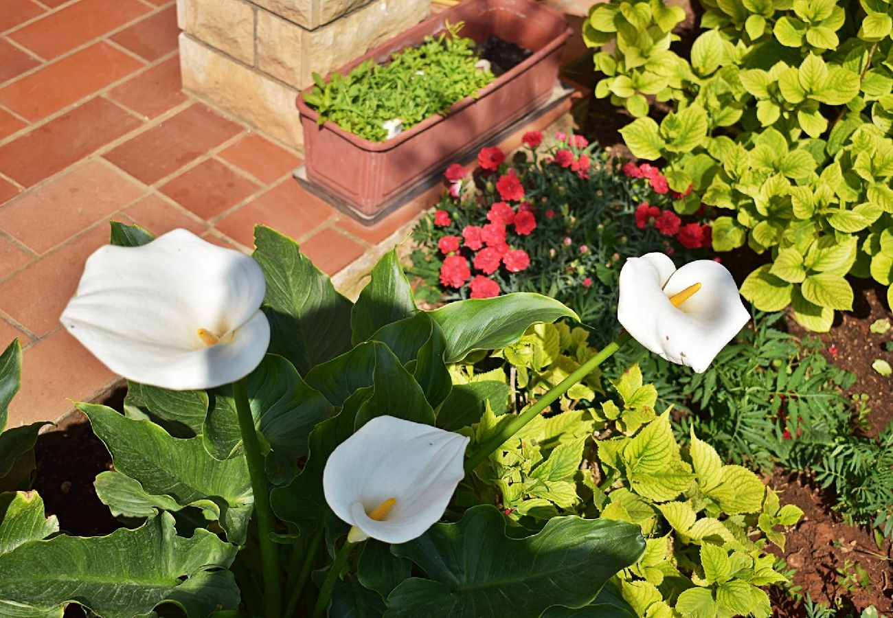 Apartment in Fažana - Lovely One Bedroom Apartment - Flowers A