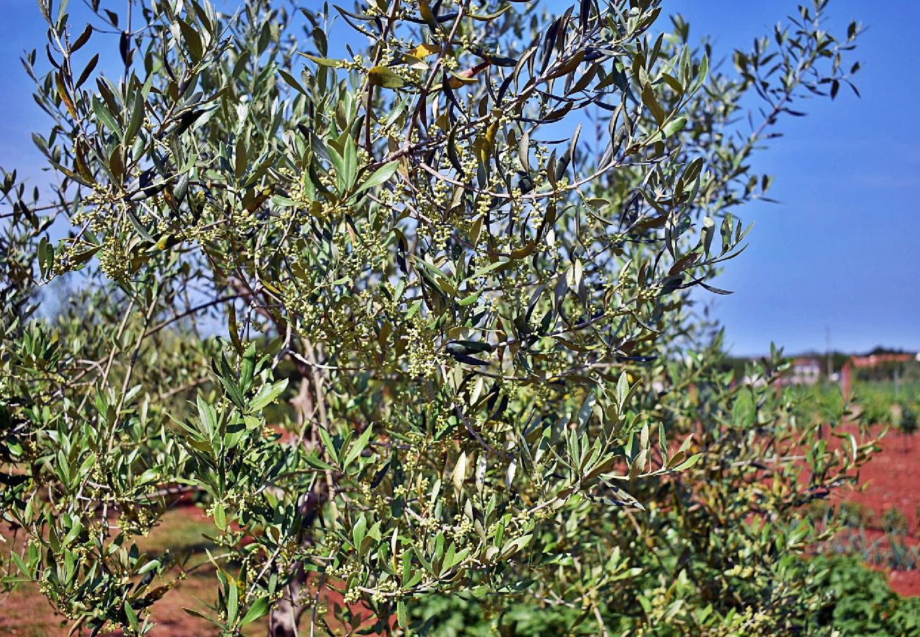 Apartment in Fažana - Lovely One Bedroom Apartment - Flowers A