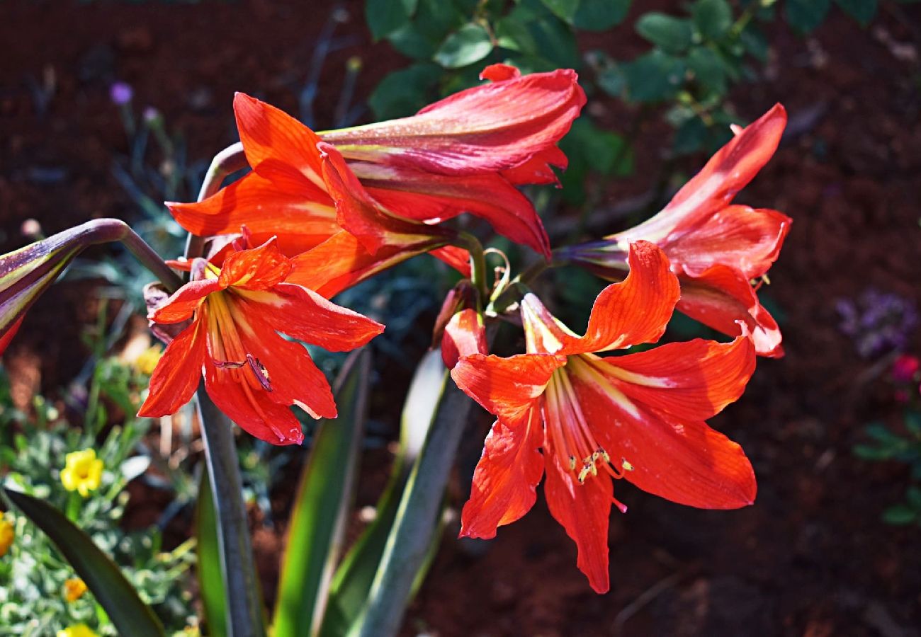 Apartment in Fažana - Lovely One Bedroom Apartment - Flowers A