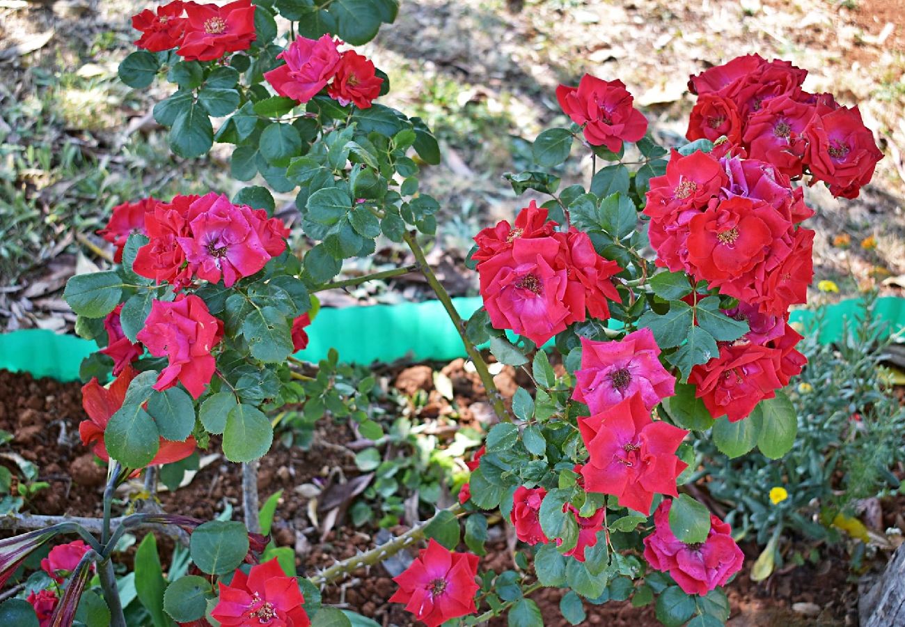 Apartment in Fažana - Lovely One Bedroom Apartment - Flowers A