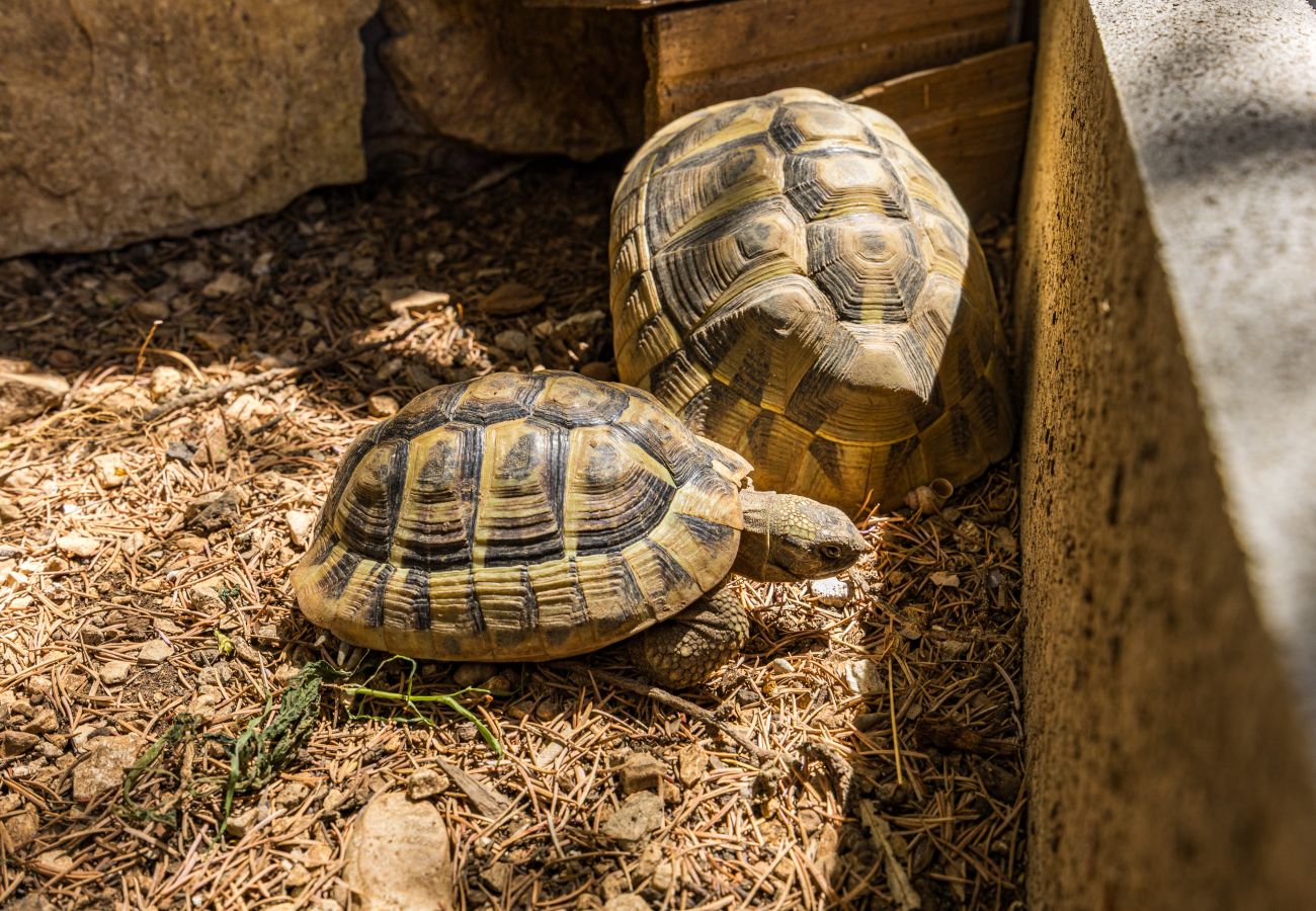 Studio in Pula - City Center Amphitheater Studio B